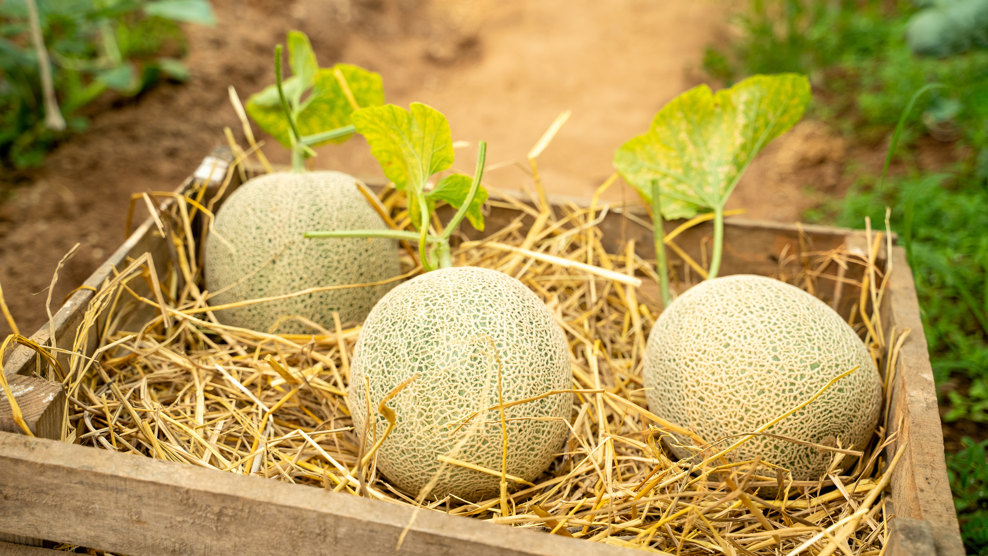 cantaloupe plant in pot