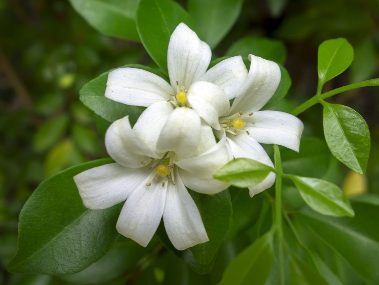 Small White Flowers