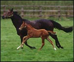 foal10main.jpg