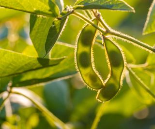soybeans pods developing with beans inside