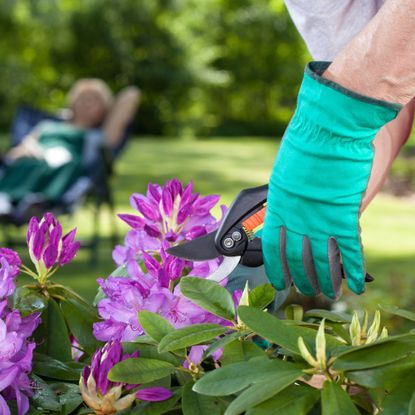 Gloved hands pruning purple rhododendrons