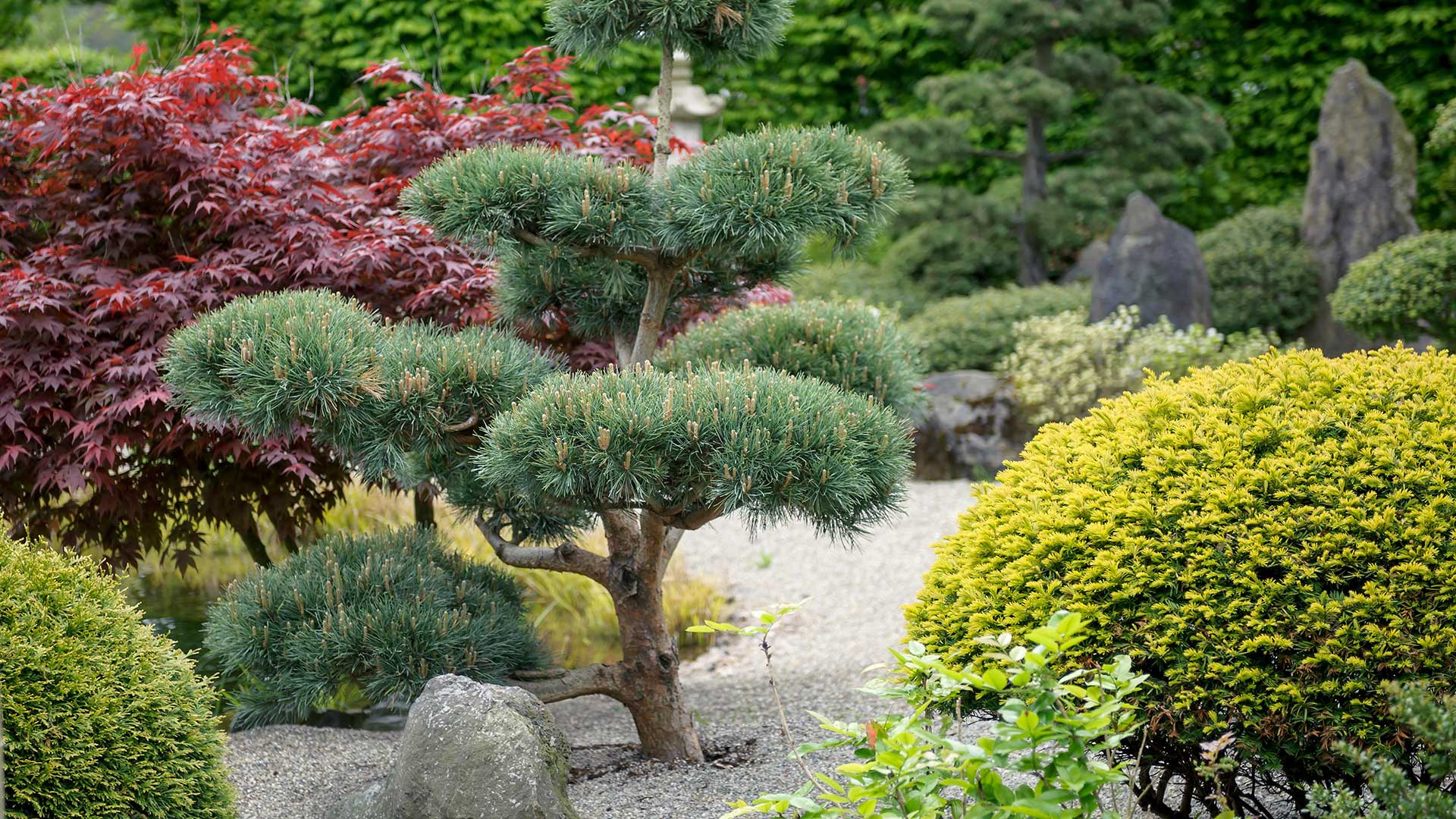 Niwaki-style Pinus sylvestris 'Glauca' tree in Japanese garden