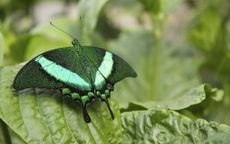 Green Butterfly On Large Green Leaf