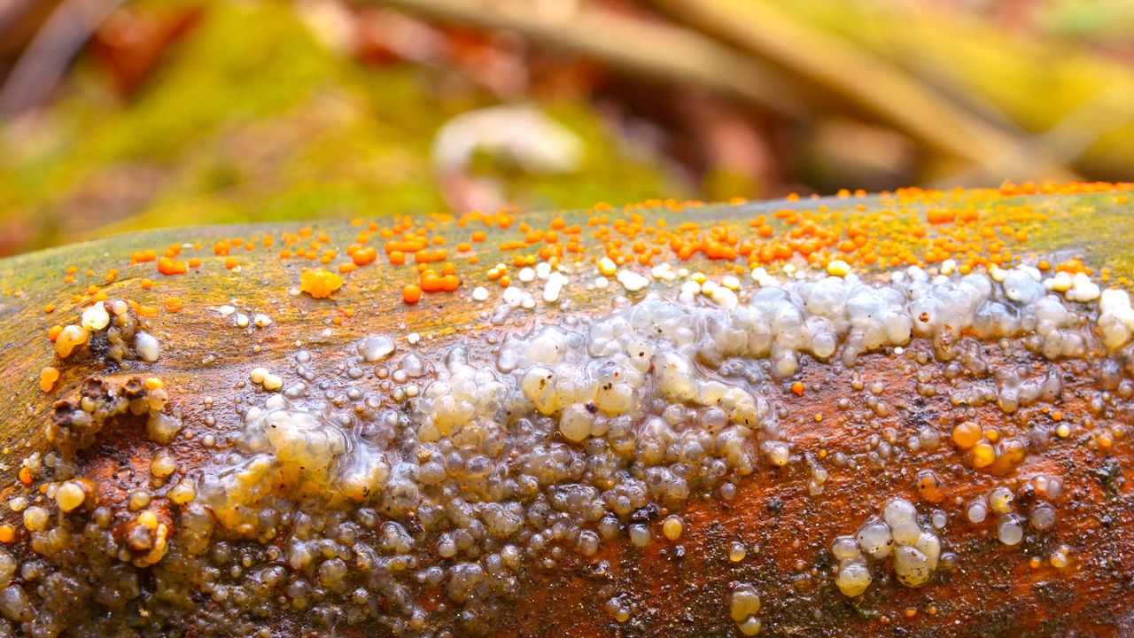 crystal brain fungus developing on log