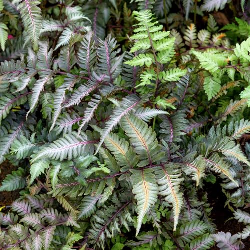 Marshalls Garden Athyrium Niponicum 'niponicum Metallicum' - Hardy Silvery Japanese Painted Fern 9cm Plant