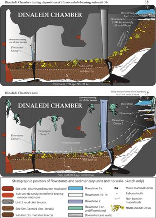 An illustration of the Dinaledi chamber in the Rising Star cave system. Skeletons of <em>Homo naledi</em> were found crammed in this chamber, and researchers extracted 1,500 fossil specimens belonging to at least 15 individuals.