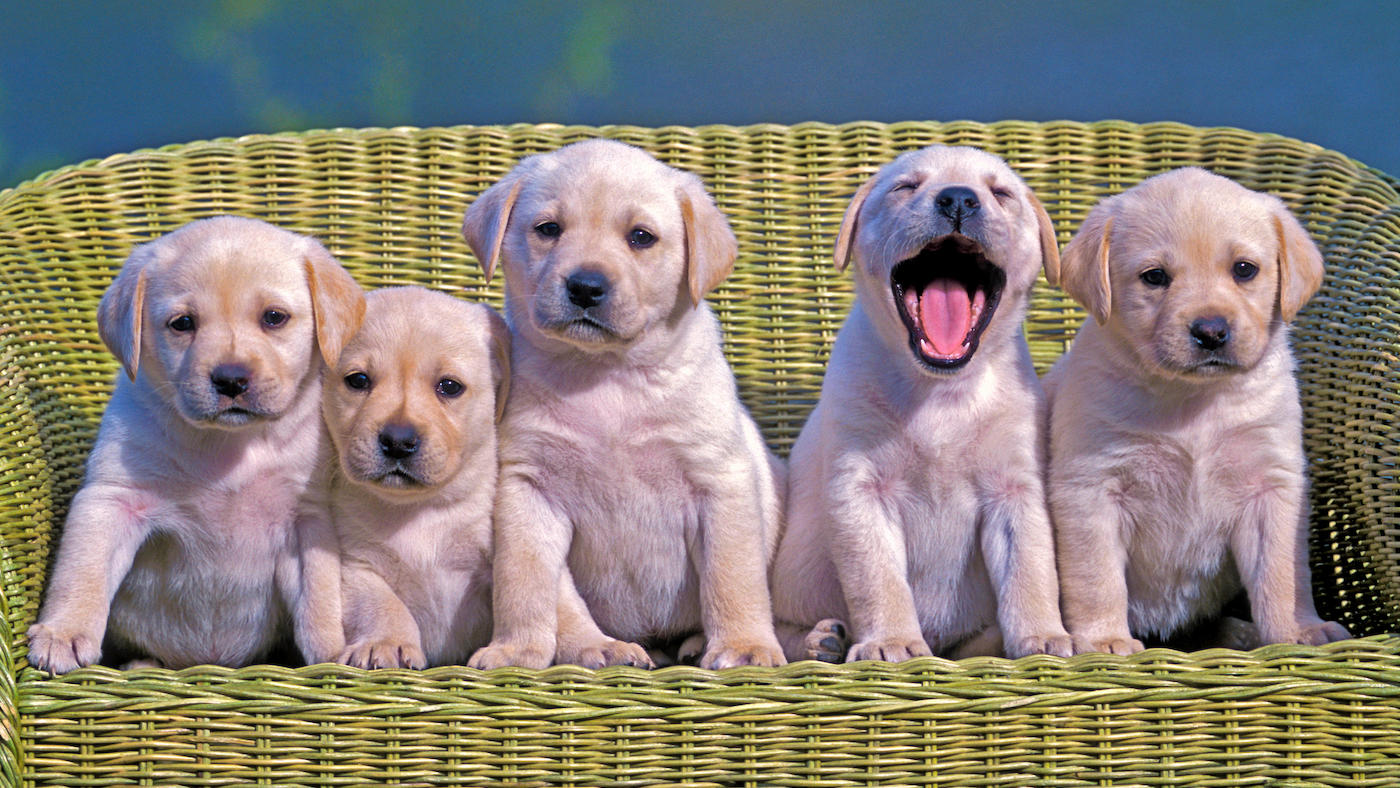 Labrador retriever dogs are among the cutest dogs