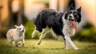 A black and white Border Collie runs happily with a long tongue hanging out while a small tan Chihuahua chases after.
