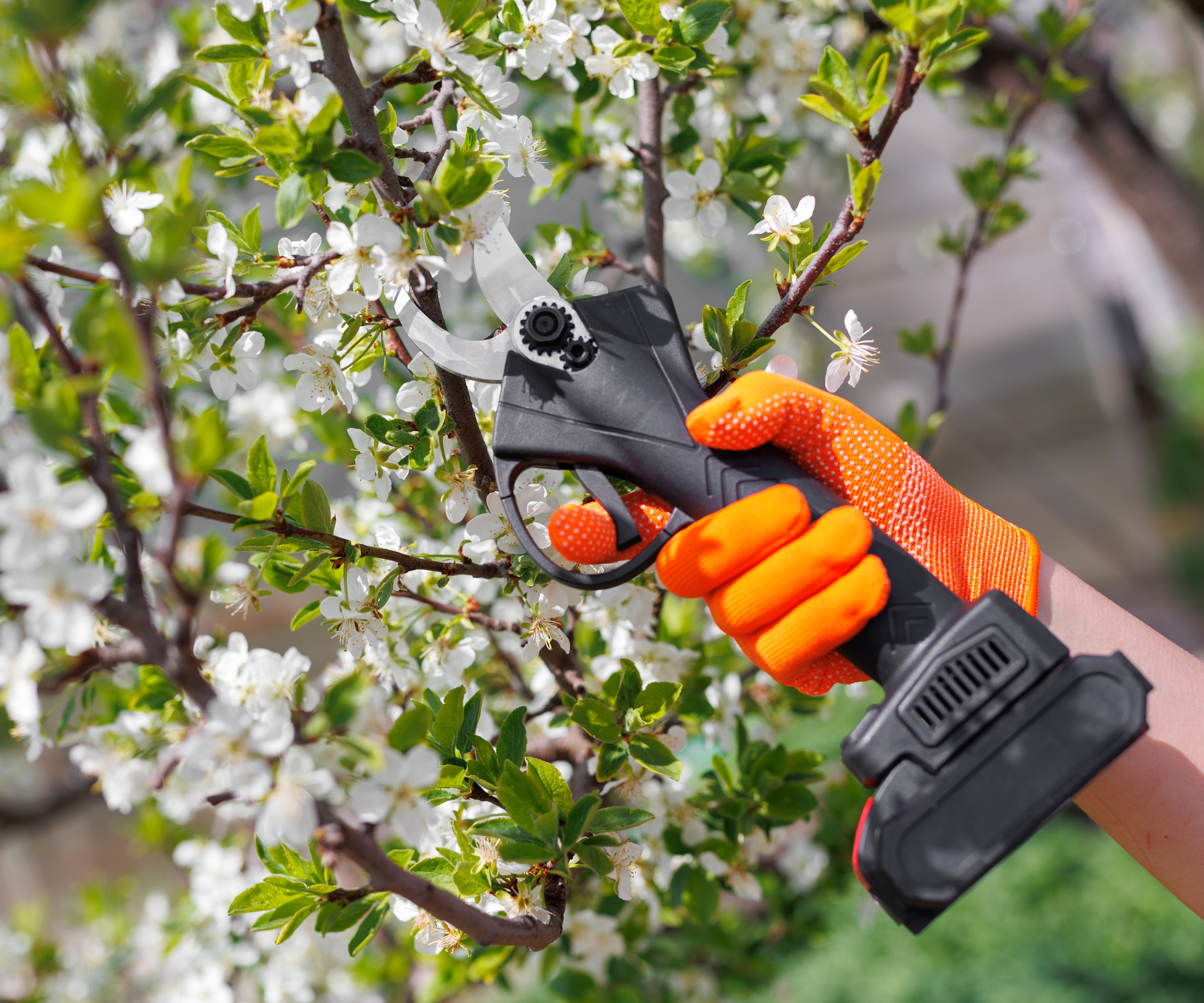 A gardening prunes a shrub with a pair of electric pruning shears