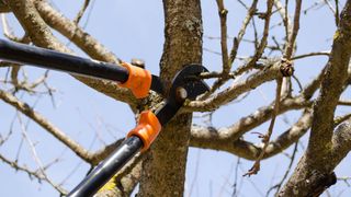 Someone using a pair of two-handed lopping shears to cut a branch from a tree