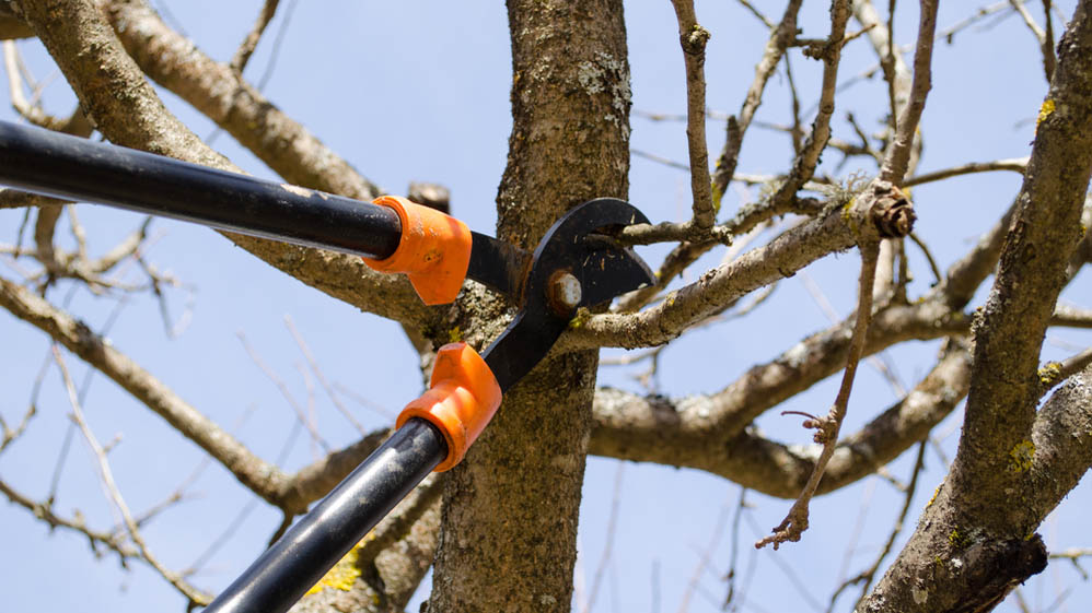 Someone uses two-handed pruning shears to cut a branch from a tree
