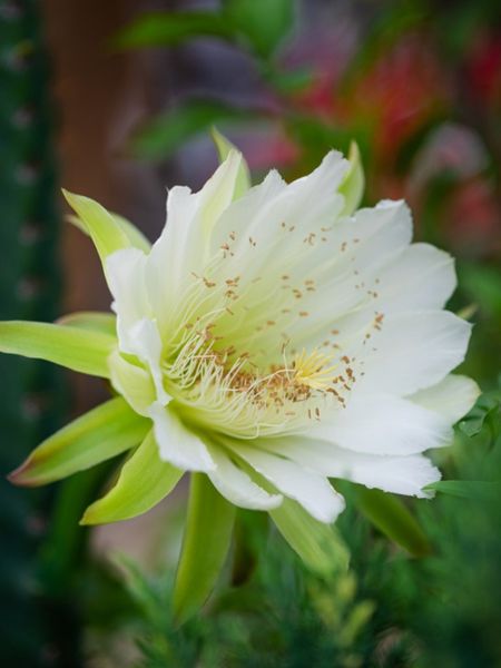 Night Blooming Cereus Peruvianus Flower