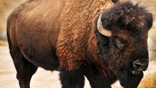 Bison at Antelope Island State Park, Utah, USA