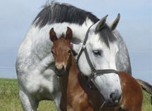 Stormhill_Stud_2_(Expedition_with_foal_High_Spirits).jpg