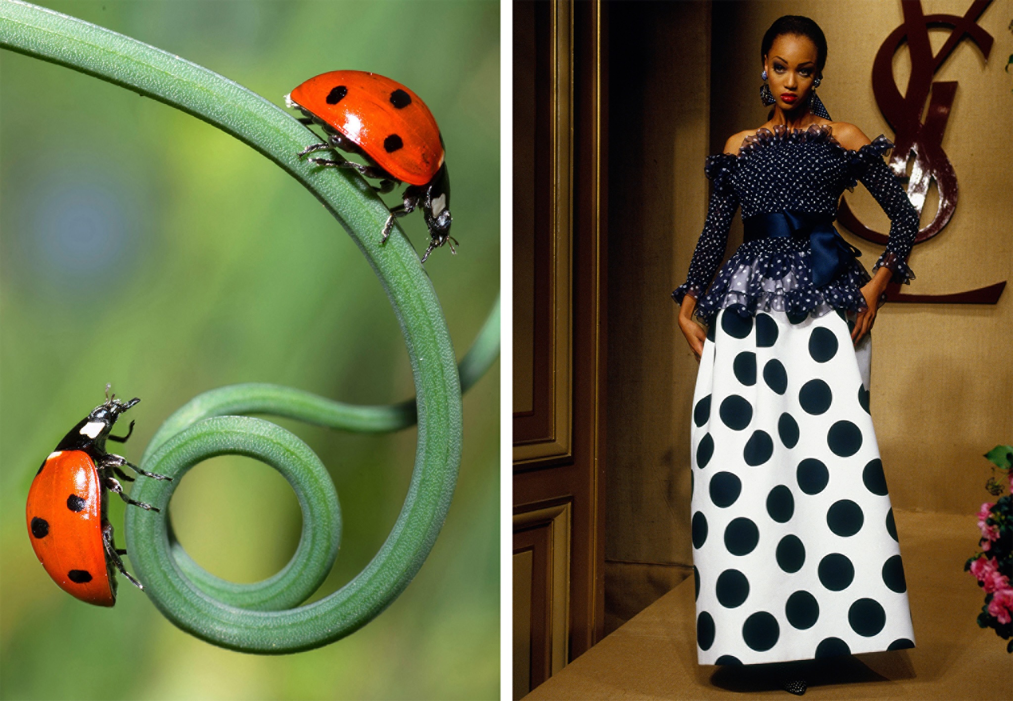 The left hand photographs is of two seven spot ladybirds on a spiralling green shoot; the right hand photograph is of a model in a white and blue polka dot outfit, walking down the catwalk