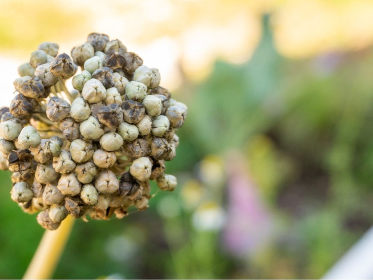 Dried And Molding Onion Seed Pod