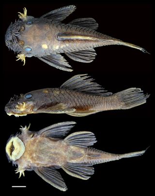 Ancistrus patronus or "protector" was one of six new species of bristlenose catfish discovered in the Amazon.