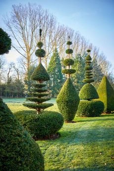 Michael Hill grew the yews from tiny saplings and over 35 years has created over 100 of the most beautiful topiary shapes. ©Andrew Sydenham/Country Life