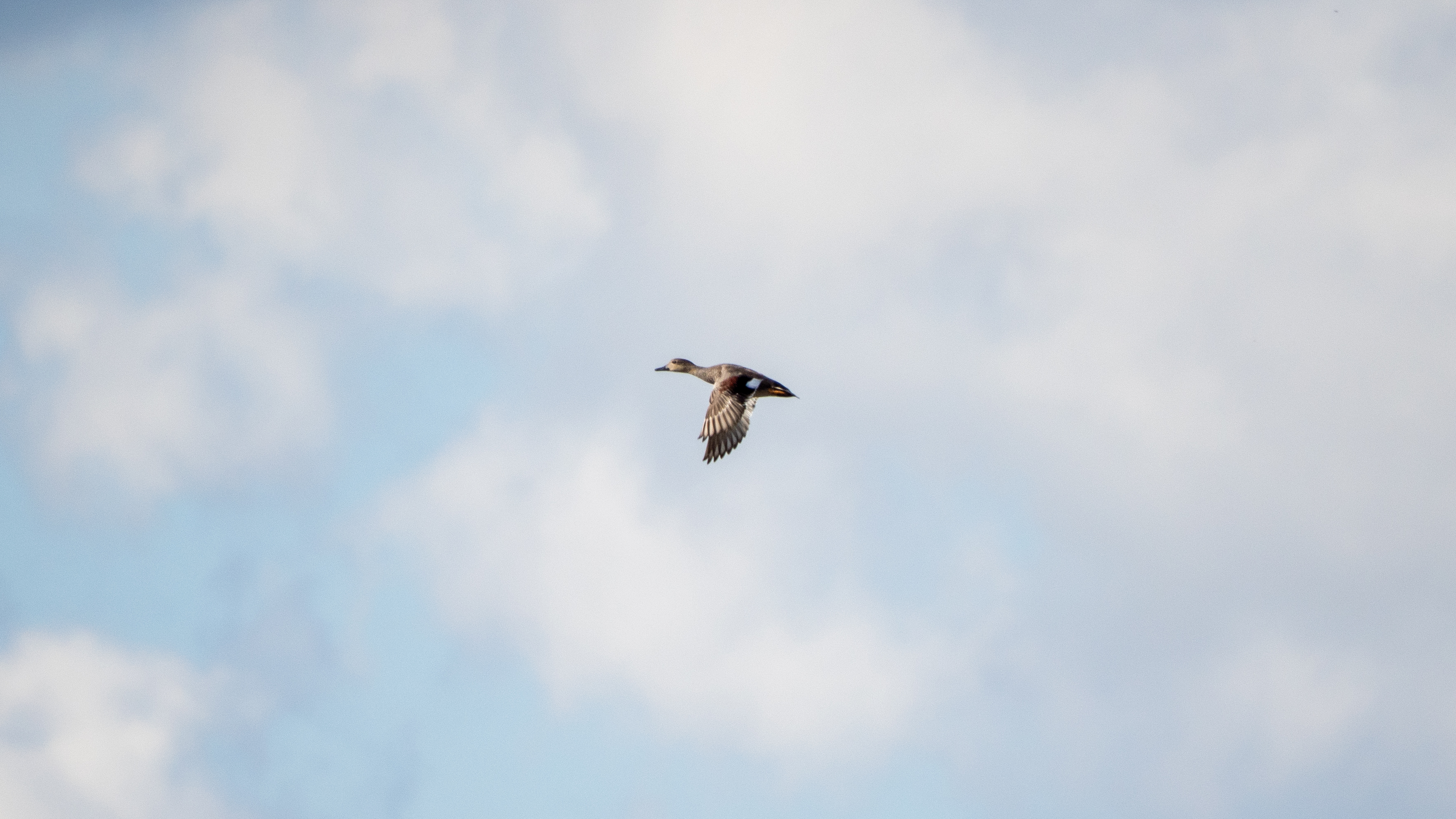 bird in flight