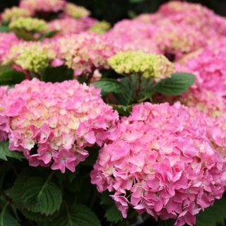 Hydrangea Macrophylla Rosita - Large Flowered Mophead Hydrangea - Xxxl Plants