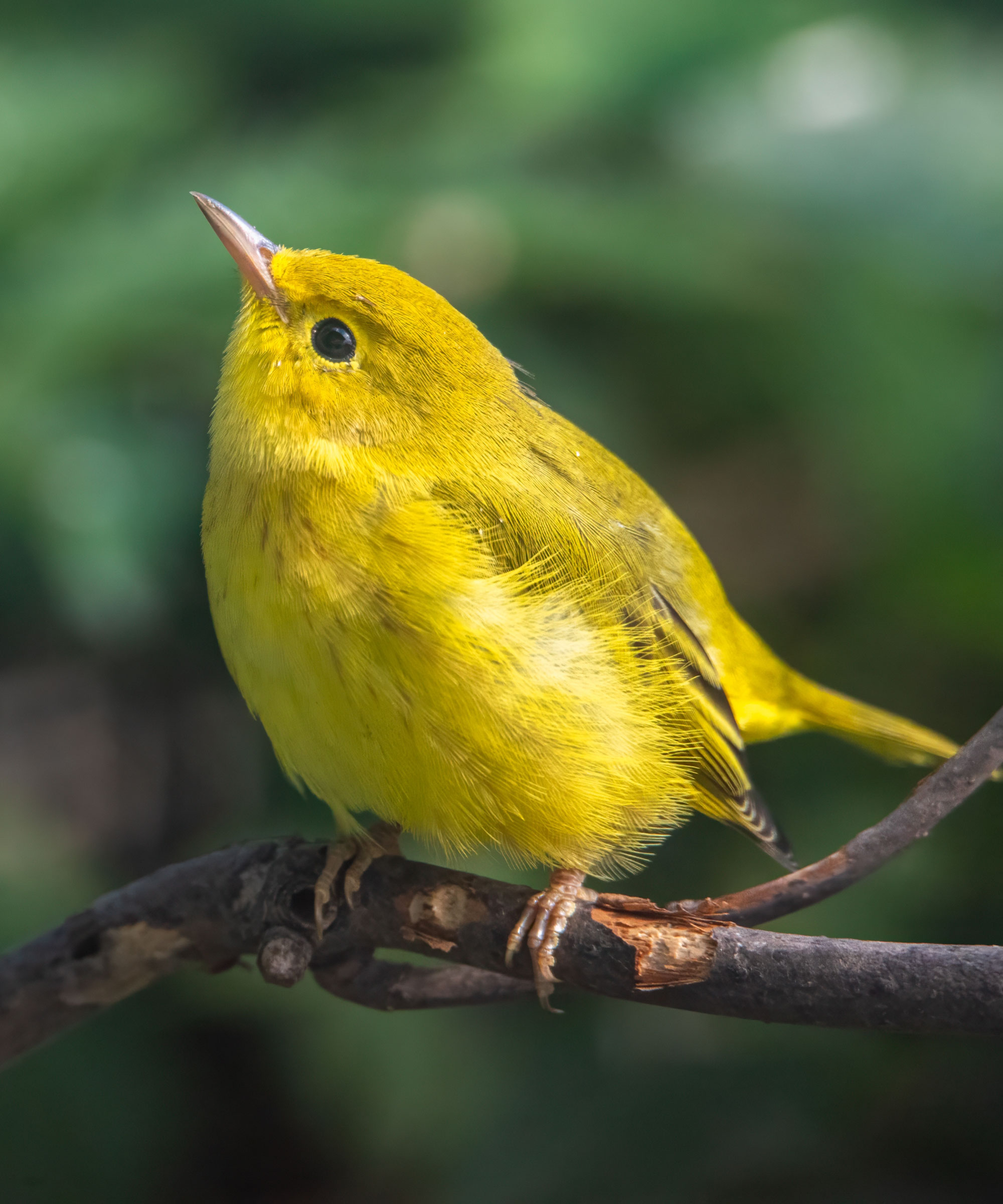 yellow warbler sitting in garden tree