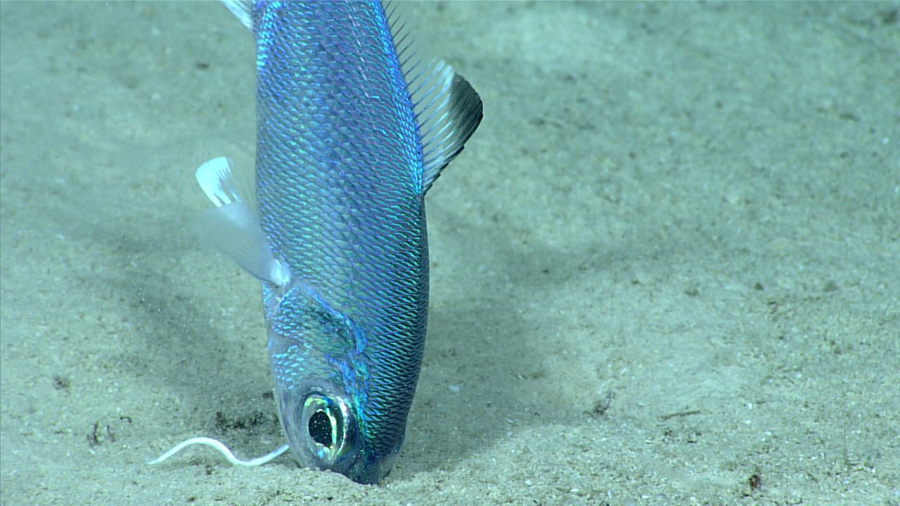 A beardfish near the seafloor.