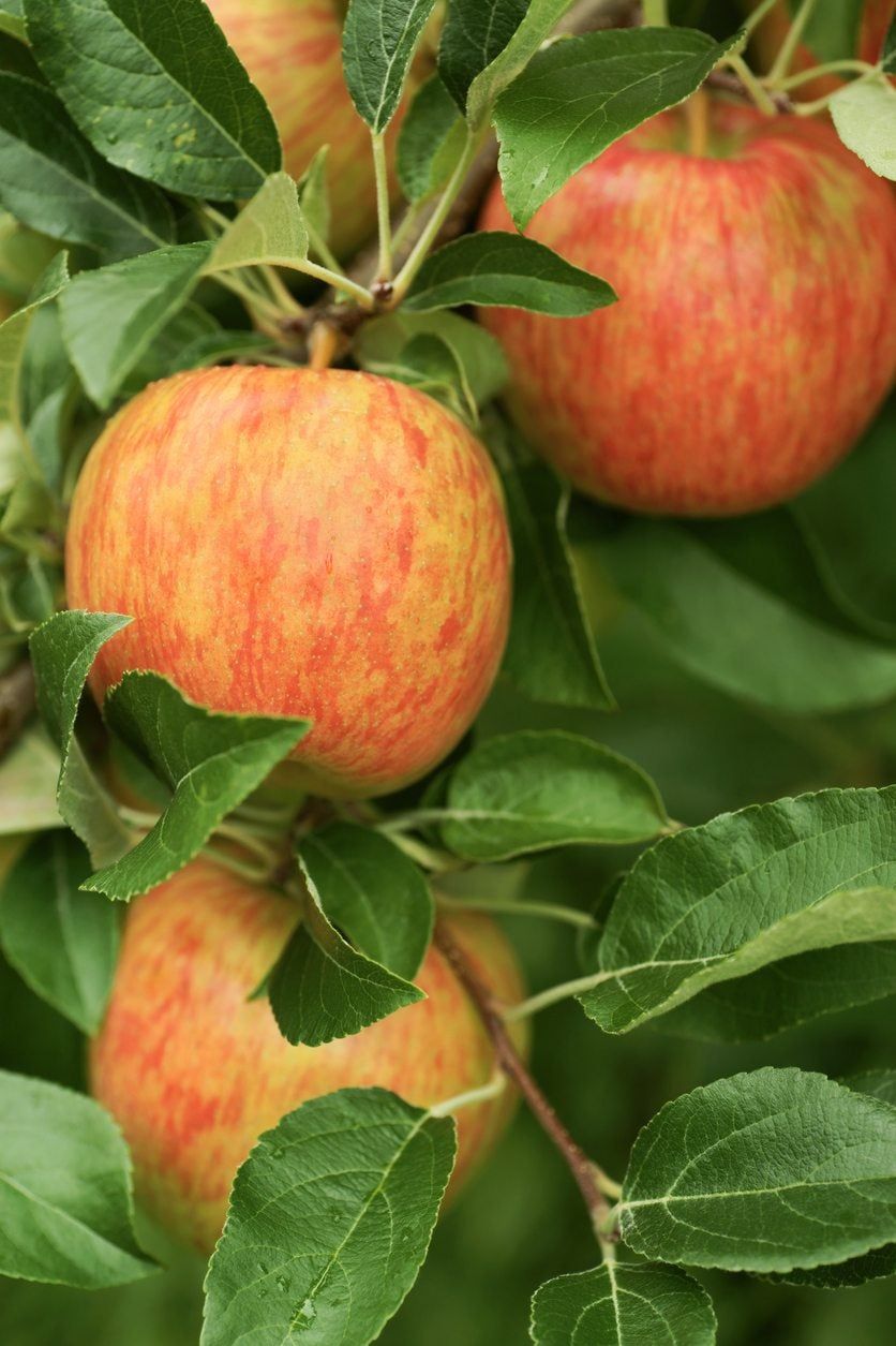 zone 4 fruit tree