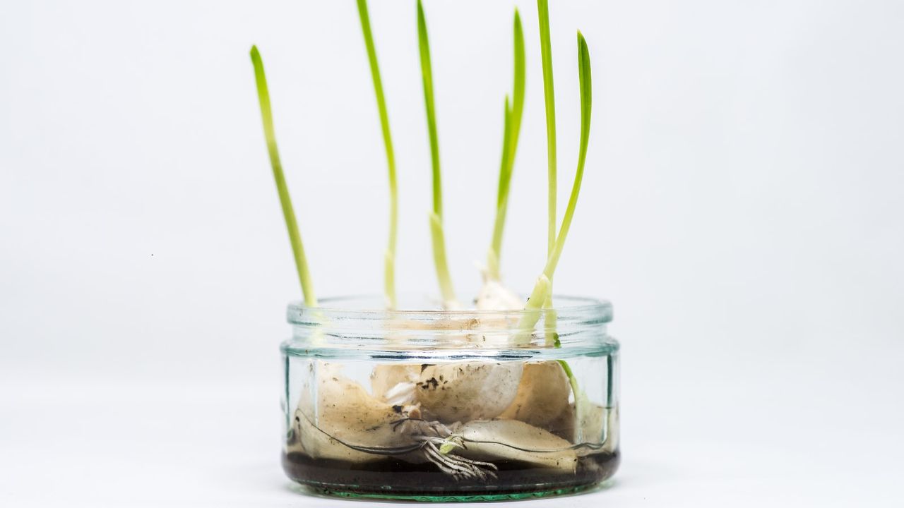 Garlic cloves growing sprouts in water in a jar