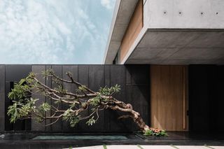 A leaning tree in a courtyard.