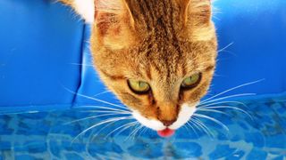 A cat drinking water