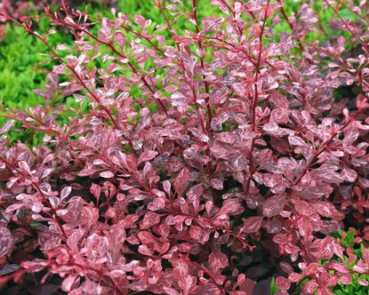 Barberry care and growing guide: how to look after berberis | Gardeningetc