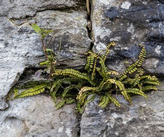 Maidenhair spleenwort fern in a rock crevice with evergreen foliage