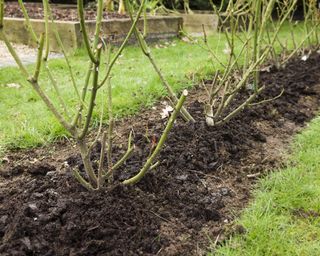 Roses mulched with compost or manure