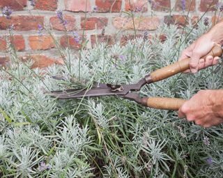 Man pruning lavender in garden