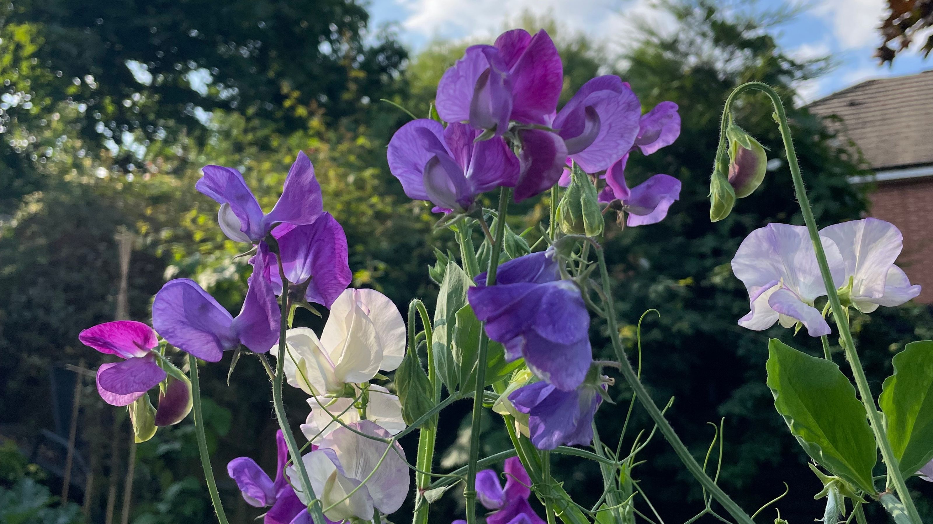 Purple and white sweet peas growing in garden