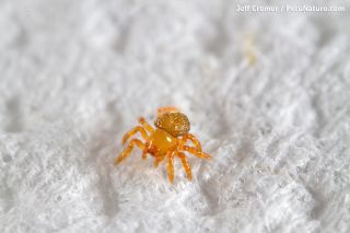 tiny spider hatchling