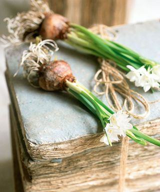 spring flowering bulbs