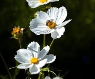 White cosmos flower with a pollinating bee