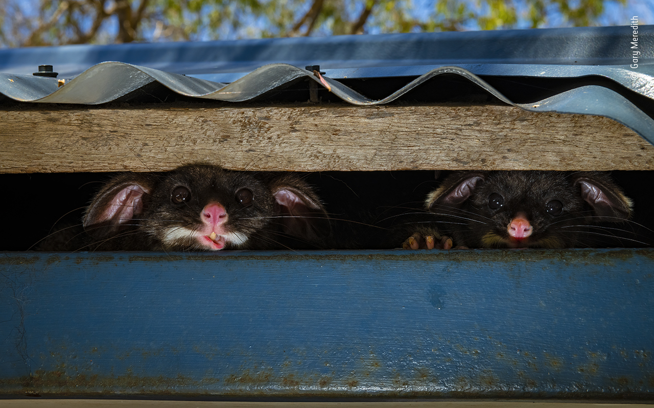 Wildlife Photographer of the Year