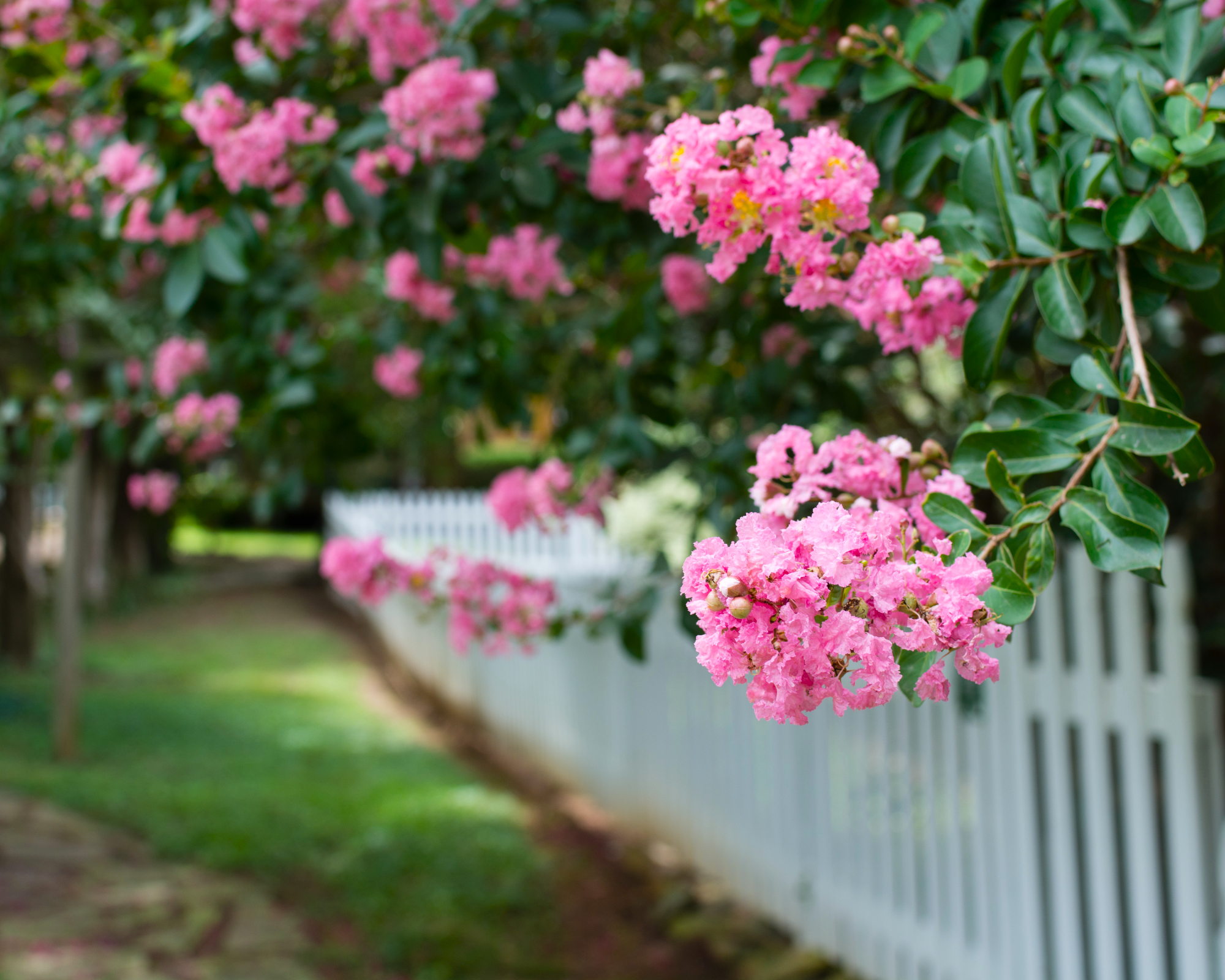 crepe myrtle trees along white picket fence