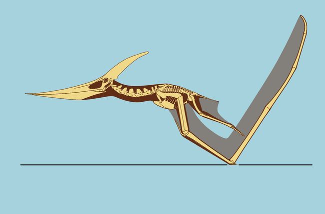 pterodactyl pteranodon