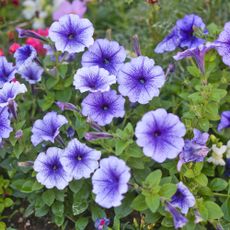 A close-up of petunia flowers