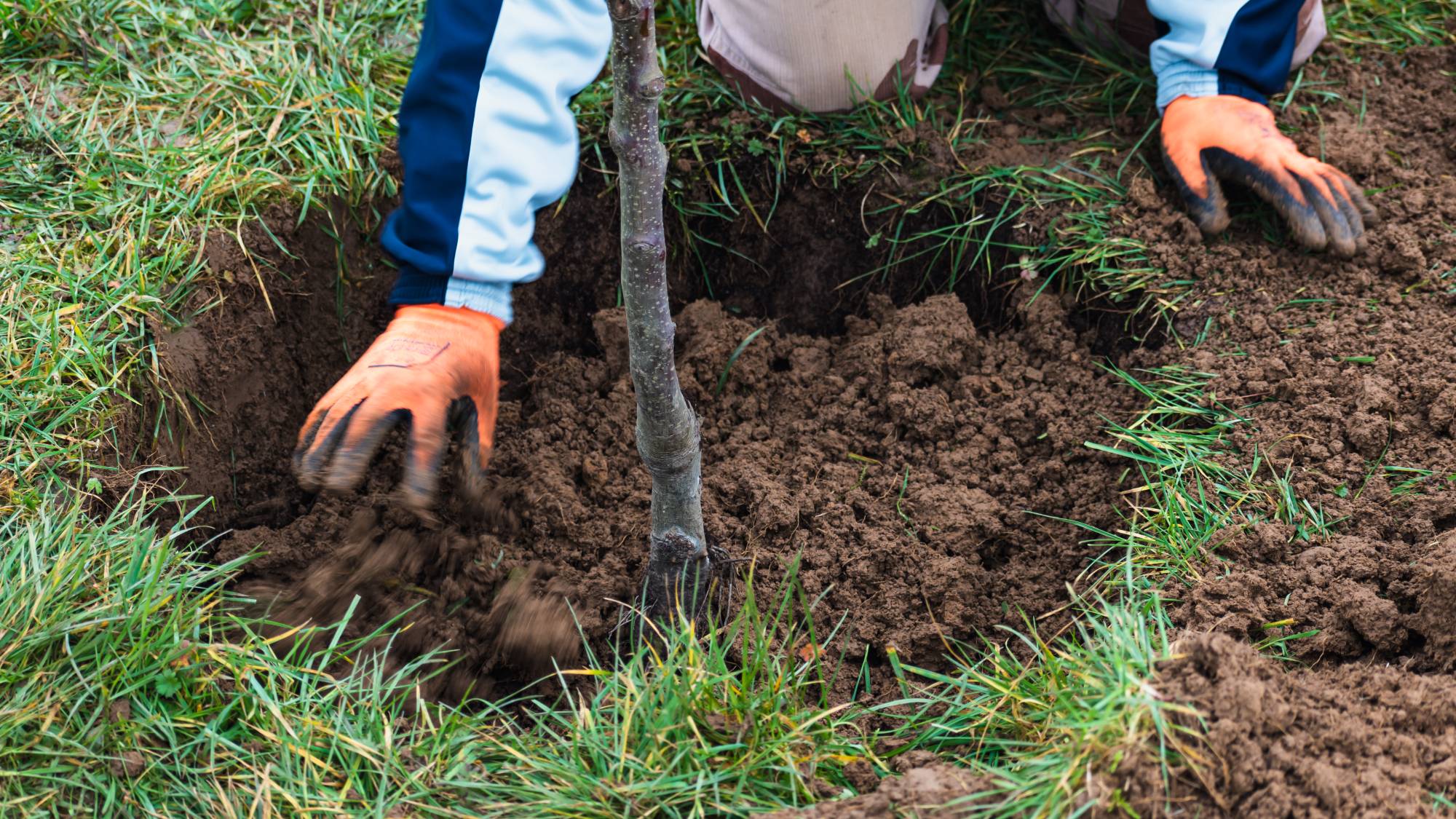 tree being planted in lawn