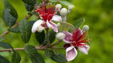 pineapple guava flowers