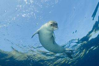 An endangered Mediterranean monk seal.