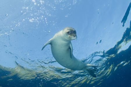 An endangered Mediterranean monk seal.