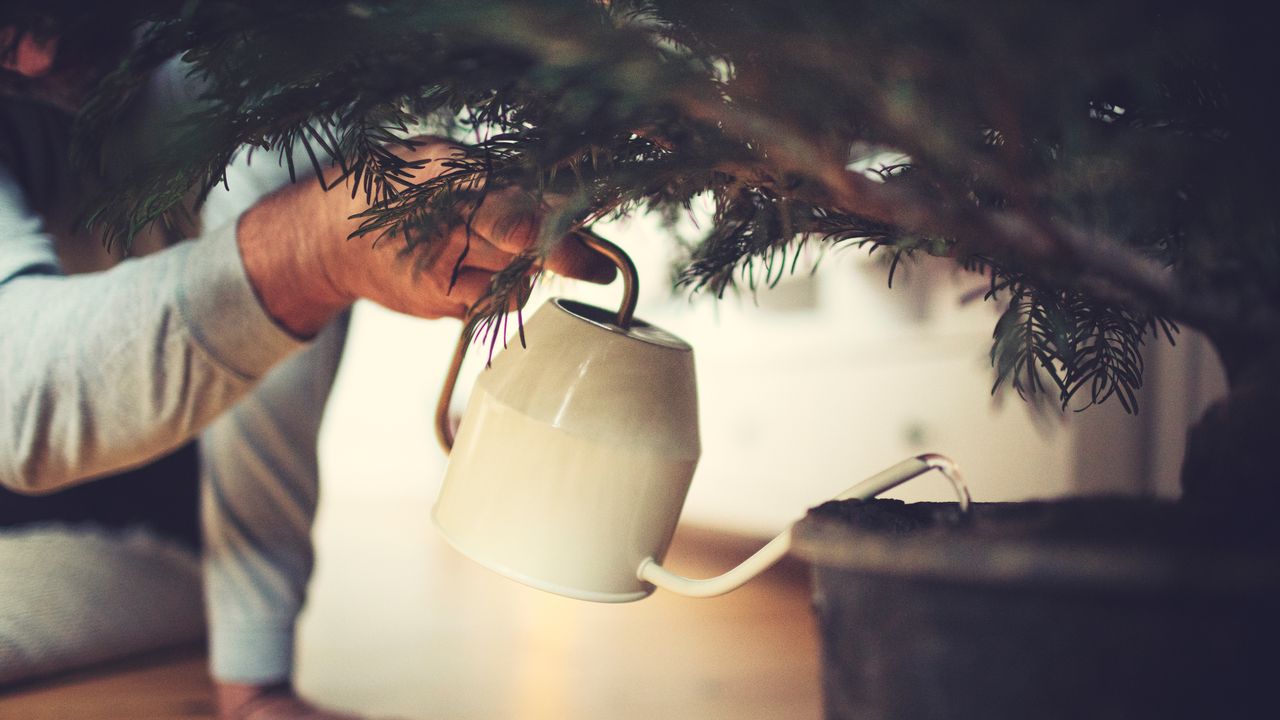 Man watering a Christmas tree