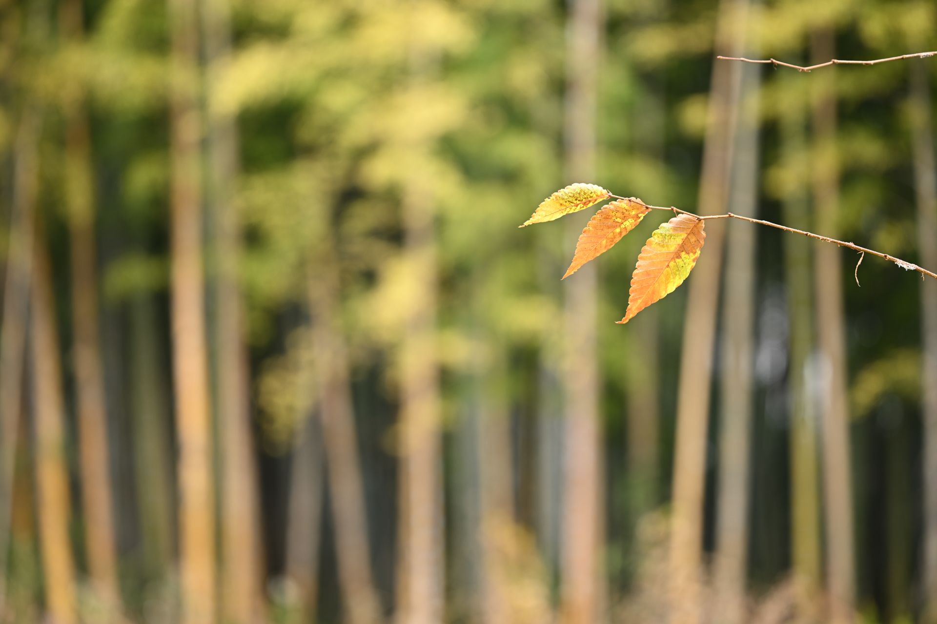 Sample image taken with the original Nikon Z 70-200mm f/2.8 VR S for comparison with the Nikon Z 70-200mm f/2.8 VR S II image