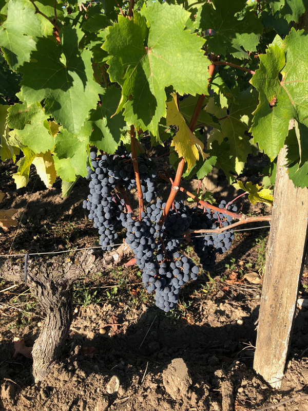Cabernet grapes during Bordeaux 2022 harvest