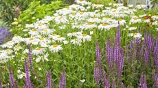 Shasta daisies and perennial salvia in a summer garden